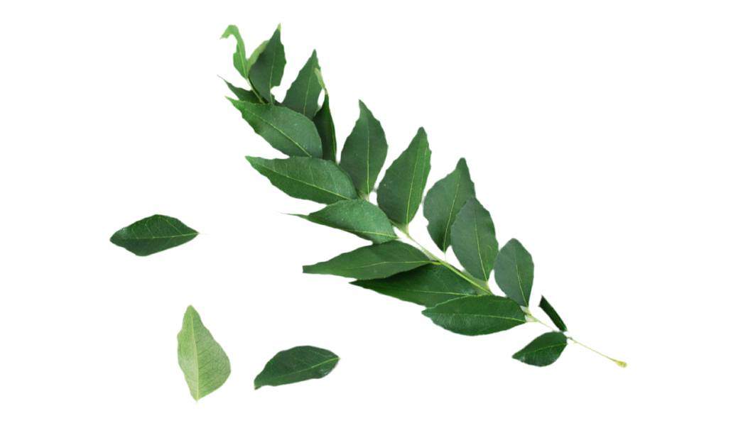 Herbs Curry Leaf