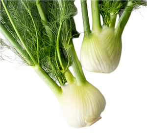 Fennel Bulb (Each)
