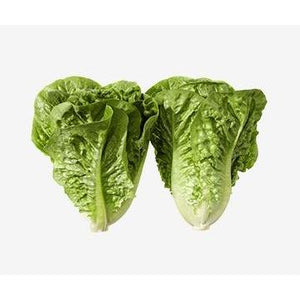 Lettuce Cos Twin Pack