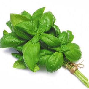 Herbs Basil